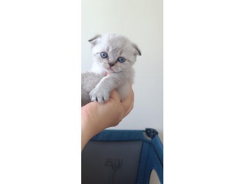 Scottish Fold Blue Point