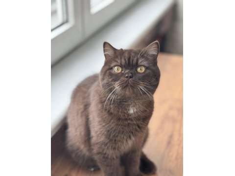 Chocolate British Shorthair