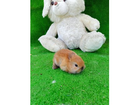 Cüce Tavşan Yavruları Gönderim Yapılır