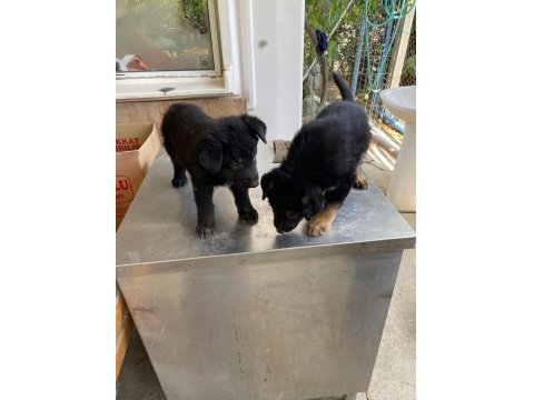 Alman Kurdu Köpeğimiz