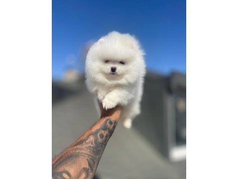 Safkan Irk Ve Sağlık Garantili Pomeranian Boo