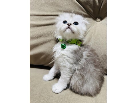 British Kedimize Yuva Arıyoruz