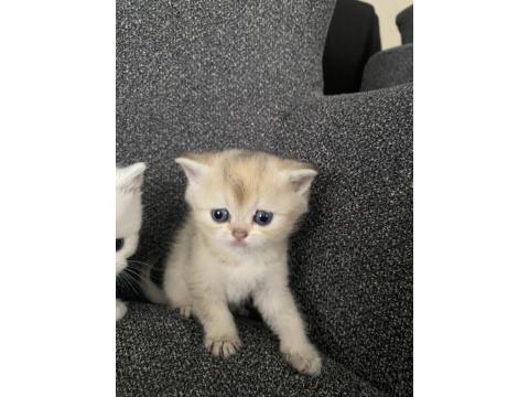 Dişi Ve Erkek 45 Günlük Yavru Kediler