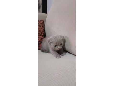 Yavru Scottish Kediler