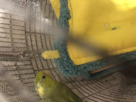 Sevecen Forpus Papağanı