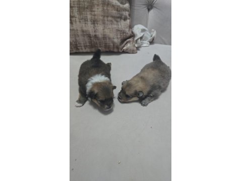 Pomeranian Bu Kadar Uyguna İmkansız