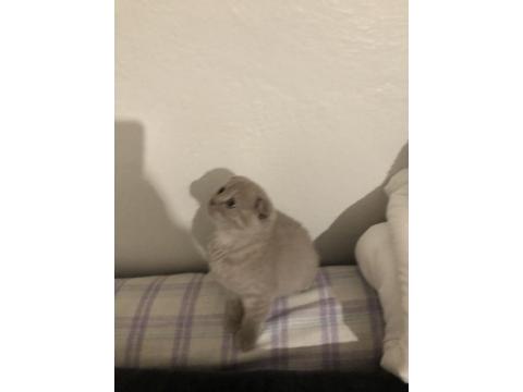 Uyguna Ev Ortamında Yetişme Yavru Kedimiz