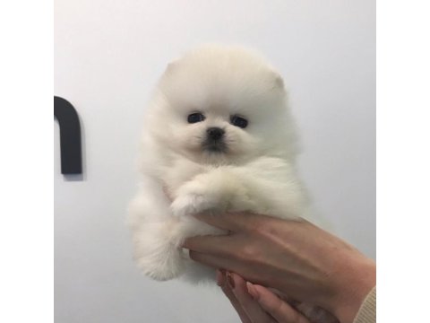 Pomeranian Boo Cins Yavrular