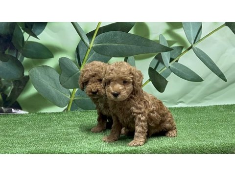 Gönderim İmkanı İle Toy Poodle Yavrular