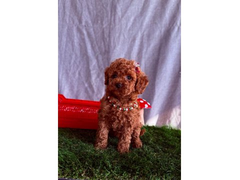 Safkan Cins Toy Poodle Yavrular