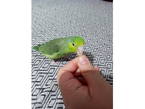 Forpus Akıllı Papağanım