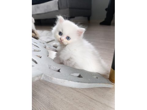 Irk Garantili British Bebeklerim