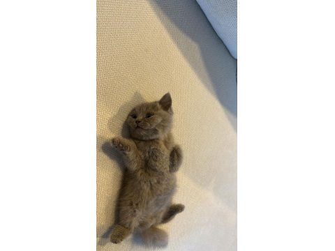 British Shorthair Kedisi Yavru Lilac