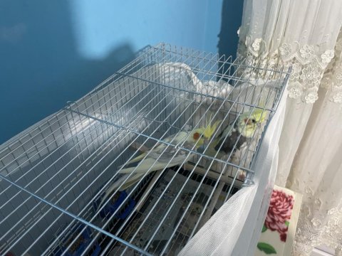 Çift Sultan Papağanı