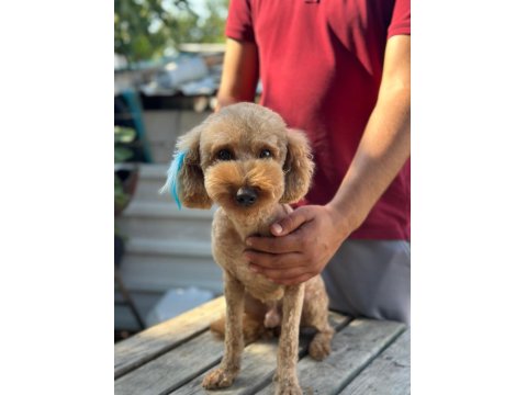 Poodle Erkek Köpeğimiz