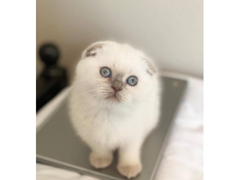 Şık Bluepoint Scottish Fold Shorthair Yavrumuz