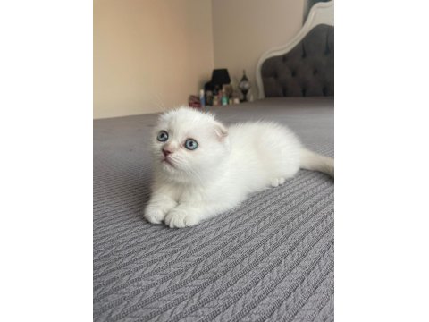 Güzeller Güzeli Scottish Fold Kedimiz Yeni Yuvasına Gitmeyi Bekliyor