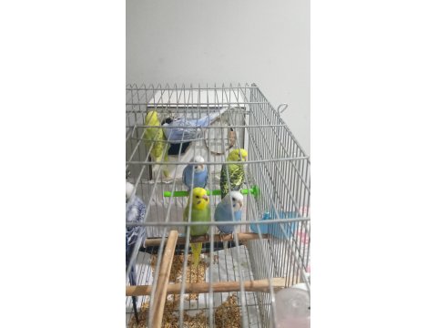 6 Adet Yavru Muhabbet Kuşu 3 Mavi 3 Yeşil