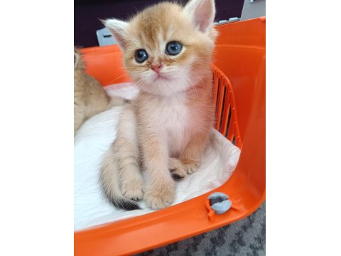 Muhteşem Güzellikte Golden Ve Silver British Yavrular