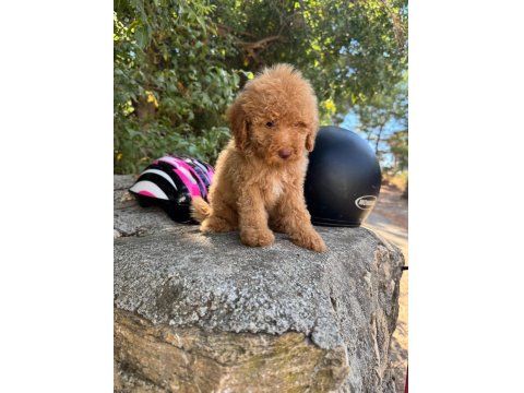 Ruhsatlı İşletmeden Toy Poodle