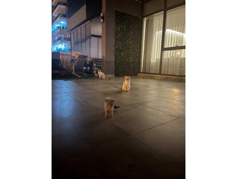 Mama Karşılığı Lilac Erkek British