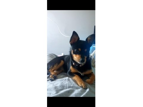 6 Aylık Dişi Chihuahua Yavrusu