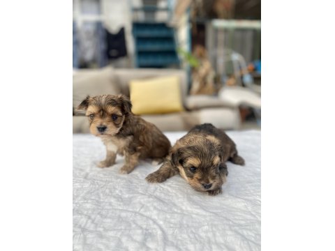 Mini Boy Morkie Prensler