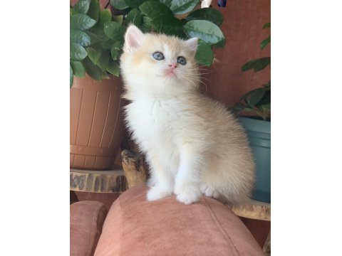 Prenses British Shorthair Sasha