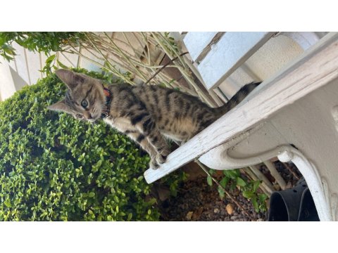 Aslan Tekir Kızımız Yuva Arıyor