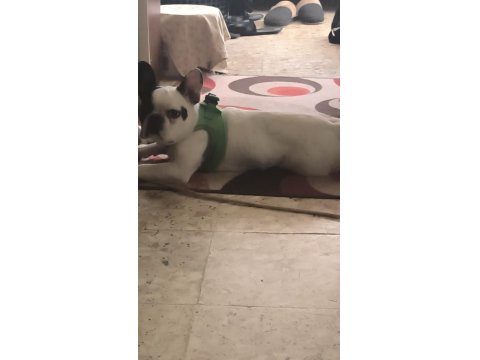French Bulldog Raki İçin Yeni Yuva