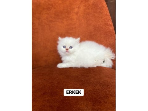 A Kalite Red Point British Longhair Yavrular