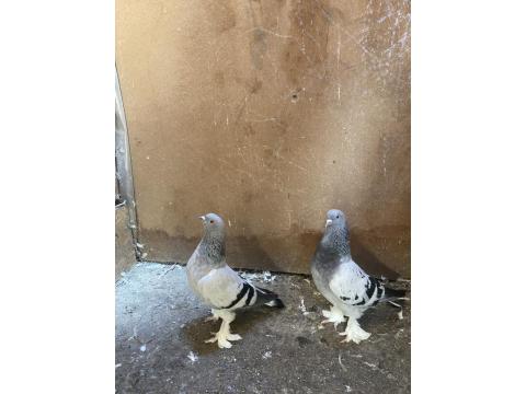 Takım Sarı Göz Mardin Güvercin