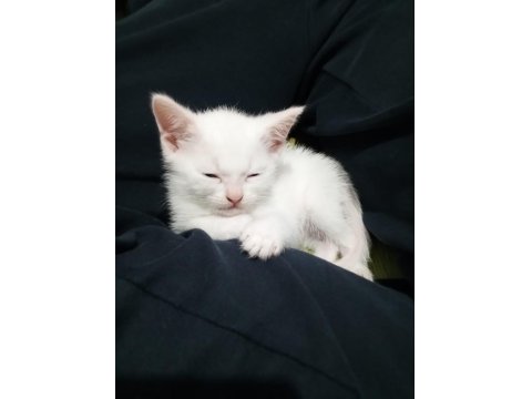 Erkek British Shorthair Sevimli Yavru 47 Günlük