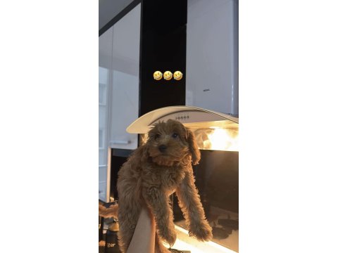 Maltipoo Kızımız Ücretli Sahiplendirilecektir