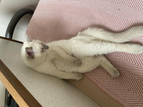 4 Aylık British Shorthair Bluepoint