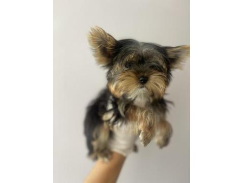 Safkan Yorkshire Terrier Köpekler