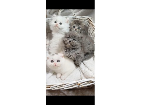 Longhair Poncik Bebek Kedilerimiz