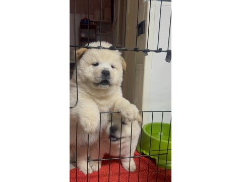 Chow Chow Cinsi Bebekler