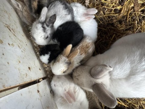 Tam Sevmelik Cüce Tavşan Yavrularım