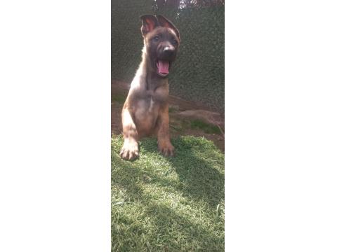Bursadan Malinois Yavrular