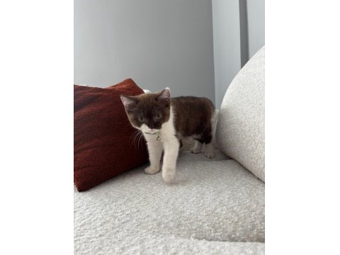 2.5 Aylık Maskeli British Kedimiz