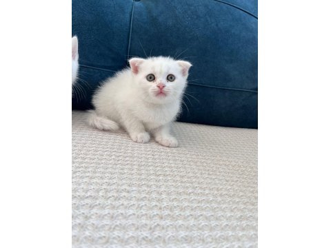 Kedimizi Sahiplendirme