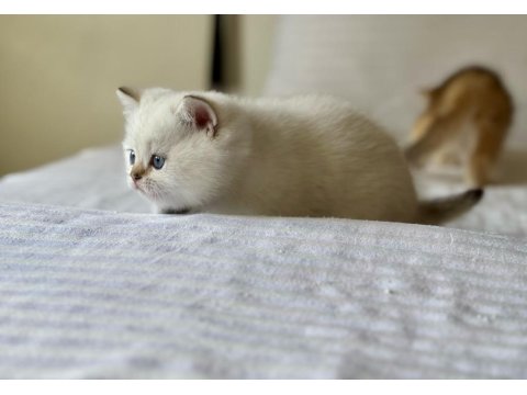 British Shorthair Golden Point