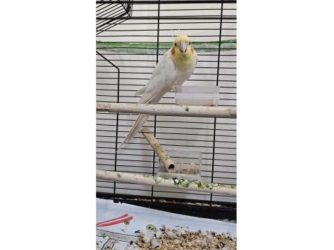 Sultan Papağanı 1 Yaşında