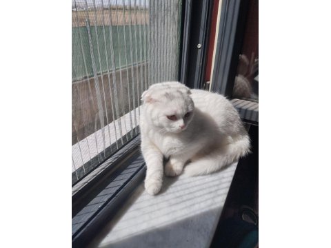 British Blue Point Ve Scottish Fold