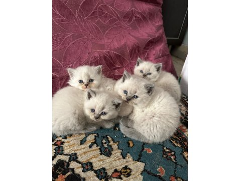 Bluepoint Yavru Kediler