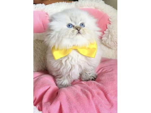 Scottish 1,5 Aylık Yavrular