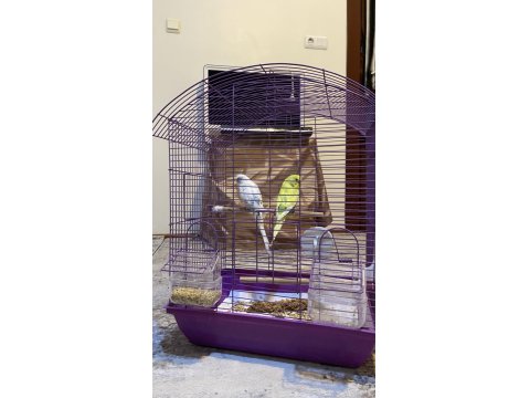 Çift Dişi Ve Erkek Muhabbet Kuşumuz