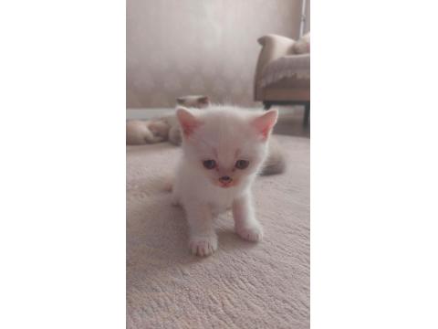 2 Adet Scottish 1 Adet British