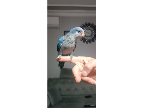 Bebek Monk Papağanı